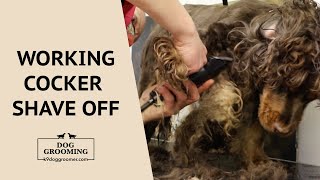 Working Cocker Spaniel Dog Grooming  Shave Off  Monster Matts | K9 Dog Groomers