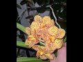 Vanda Crownfox 'Golden dawn' l orchid with blooms that lasted for 6 weeks!