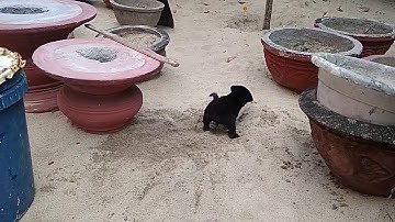 CHÓ PHÚ QUỐC CON TẬP ĐÀO ĐẤT BẮT CHUỘT | Chó Phú Quốc