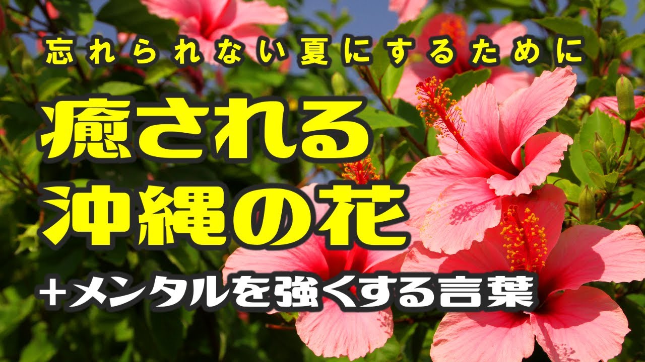風景写真 沖縄 花 ハイビスカス ひまわり 美しい夏の花とメンタルを強くする言葉をお届けします 大原英樹 撮影 Youtube