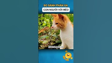 so sánh phản xạ con người với mèo