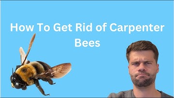 How To Get Rid of Carpenter Bees Safely and Naturally