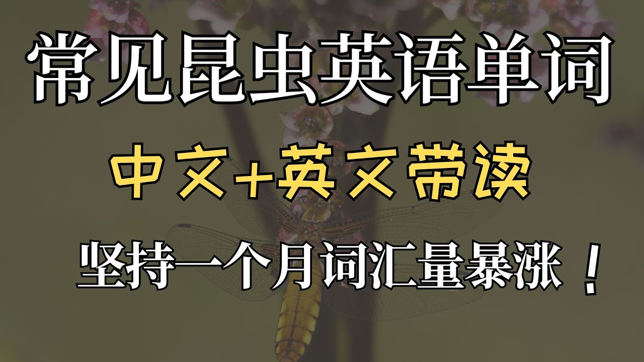 常见昆虫英语名称 昆蟲英語單詞 Youtube