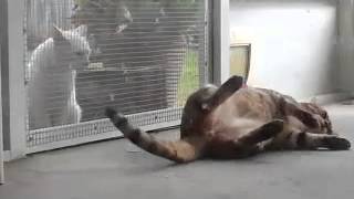 Tiger Trying To Sucker A Cat In For The Kill