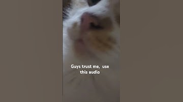 Guys trust me, use this audio #helpmemakethismakesense #cat #memes #funny #memearchive #memecore