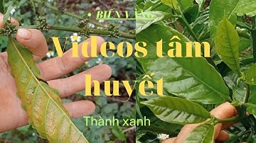 CÁCH SỬ LÝ CÀ PHÊ BỊ TUYẾN TRÙNG NẶNG, video đặc biệt trên kênh nông nghiệp làm vườn không giống ai