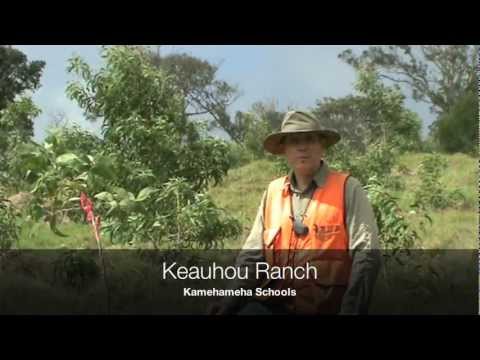 Wideo: Acacia Koa Care - Dowiedz się, jak hodować drzewa Koa Acacia w krajobrazie