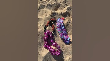 Thumbnail of Lilo & Stitch | Things in Hawaii That Just Make Sense