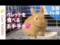 【うさぎ】ペレットと五穀ミックスを与える！ウサギのお手手がかわいい【ネザーランドドワーフ】Rabbit vlog #7