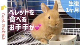 【うさぎ】ペレットと五穀ミックスを与える！ウサギのお手手がかわいい【ネザーランドドワーフ】Rabbit vlog #7