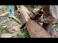 Amazing Fastest Skill Cutting | Big Tree Chainsaw Machine | Fastest Tree Cutting Machine