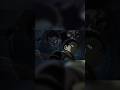 #demon Slayer demons fight #animme #trending