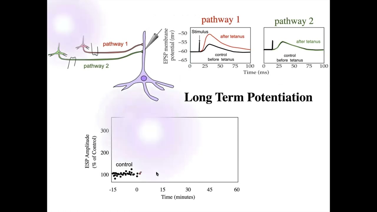 Lecture 11 syaptic plasticity learning and memory