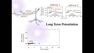 Lecture 11  syaptic plasticity learning and memory