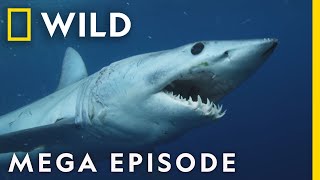 When Sharks Attack Season 8 Mega Episodes Compilation Nat Geo Wild