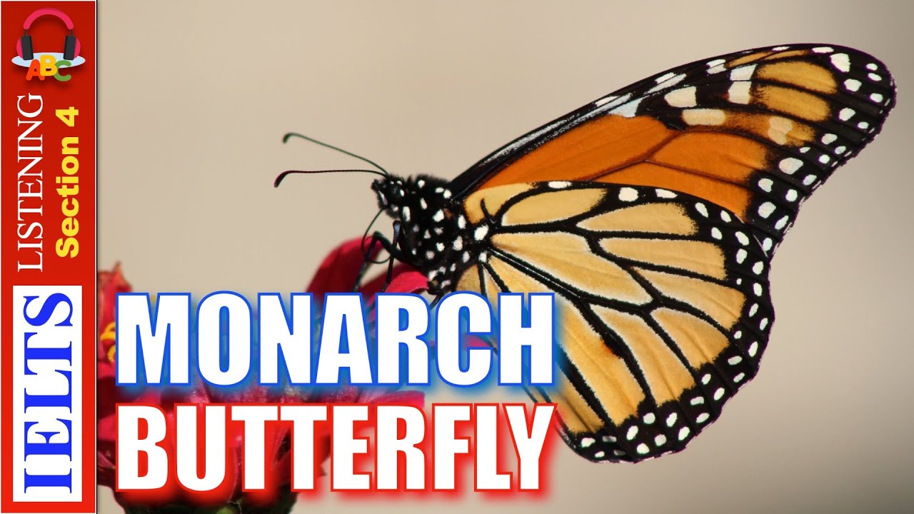 Life Cycle Of Monarch Butterfly Ielts Task 1