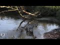 Crocodile Attacks Zebra | Safari Serengeti National Park | Real Wildlife Documentary Animal Attack