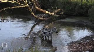 Crocodile Attacks Zebra | Safari Serengeti National Park | Real Wildlife Documentary Animal Attack