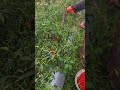Smart farmers produce high-quality red chilies that are cared for optimally #shorts