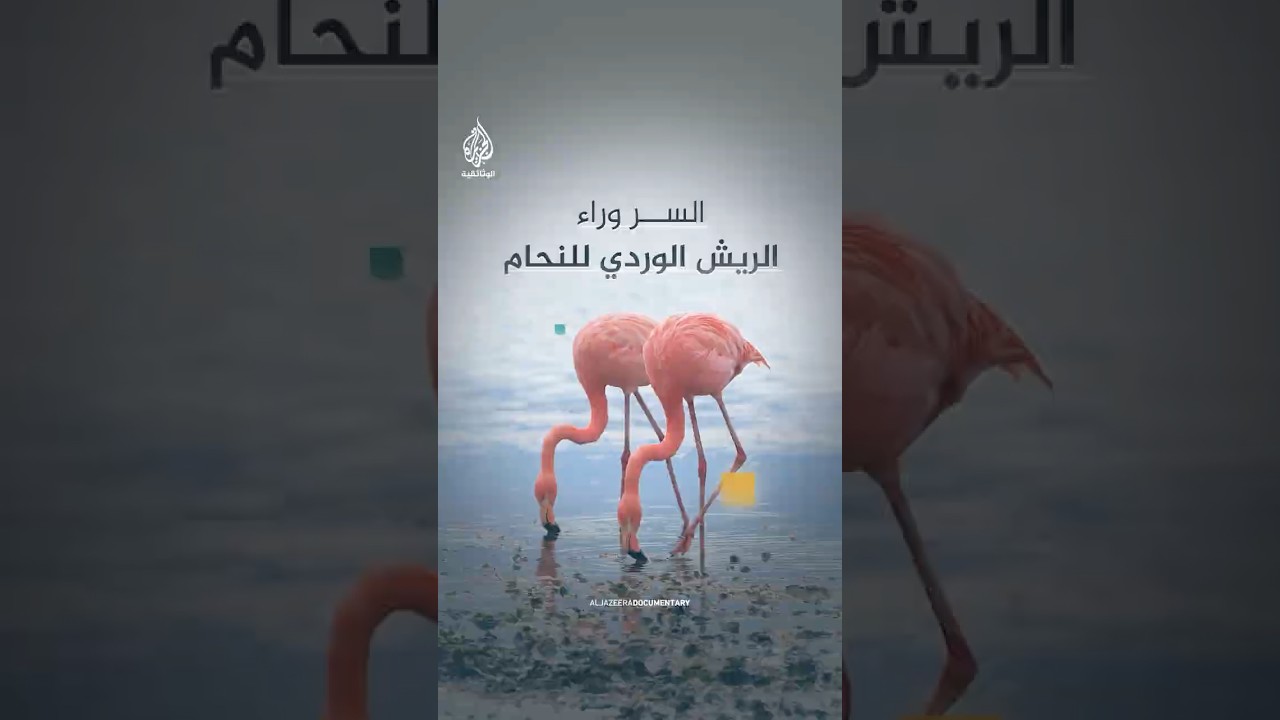اللون الوردي للنحام.. سر غذائي غريب