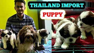 Thailand Imported puppies || Shih Tzu || Shih Tzu Price In India #puppy #dog