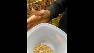 Harvesting Quinoa - part 1