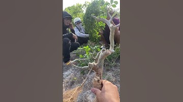 Săn cây duối mini về làm bonsai