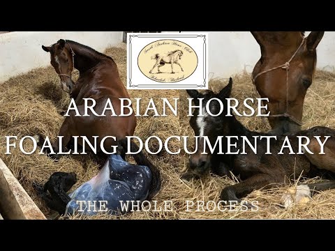 Horse giving birth | The whole process | Detailed with every sign and stages through the labour