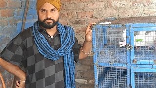 Ek bhai ko diye pure punjabi malwai patthe Baji mein udane ke liye 8447579723