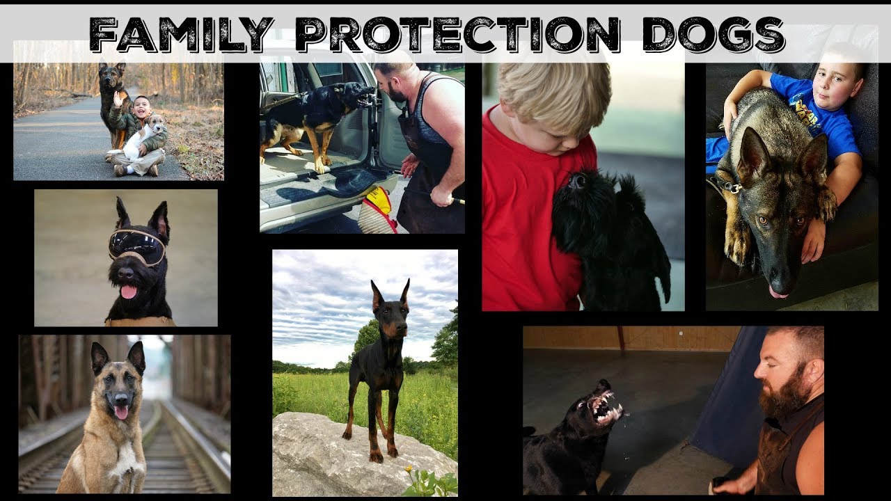 puppy paradise World Famous Elite Home Raised Professionally Trained Family Protection Dogs