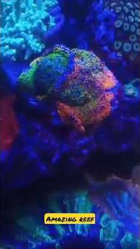 🔴 Amazing Reef tank #reefers #aquascape #reeftank