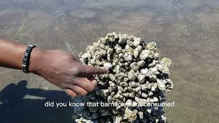 Barnacles from Lokipedia