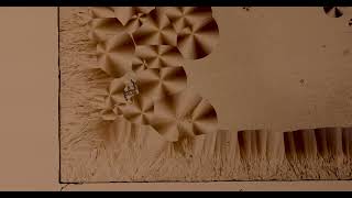 Liquid Crystal Crystallization | 4K Under the Microscope