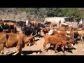 Vacunando el ganado en la sierra de la yesca "rancho el tlacuache"