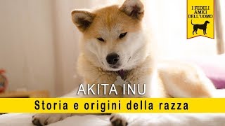 Akita inu - Storia e Origine della razza by RUNshop 18,938 views 4 years ago 8 minutes, 18 seconds