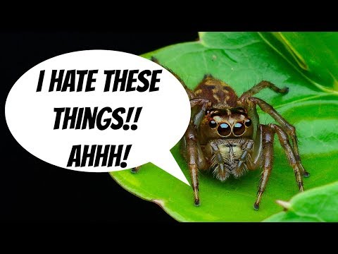 Home Remedies For Spiders - Home Remedies For Spider | Get Rid Of Spiders