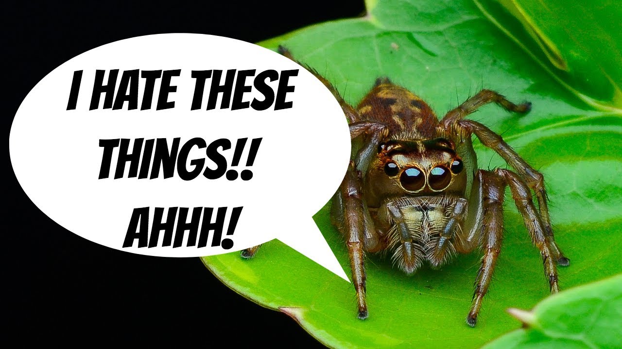 how to get rid of jumping spiders in home