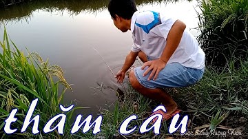 CSRV 13 | THĂM CẮM CÂU CÁ LÓC BUỔI SÁNG mùa lúa chín. Đẹp, yên bình mà còn có cá ăn nữa