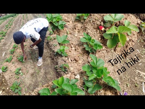 Video: Mbolea ya Strawberry - Jinsi ya Kurutubisha Mimea ya Strawberry