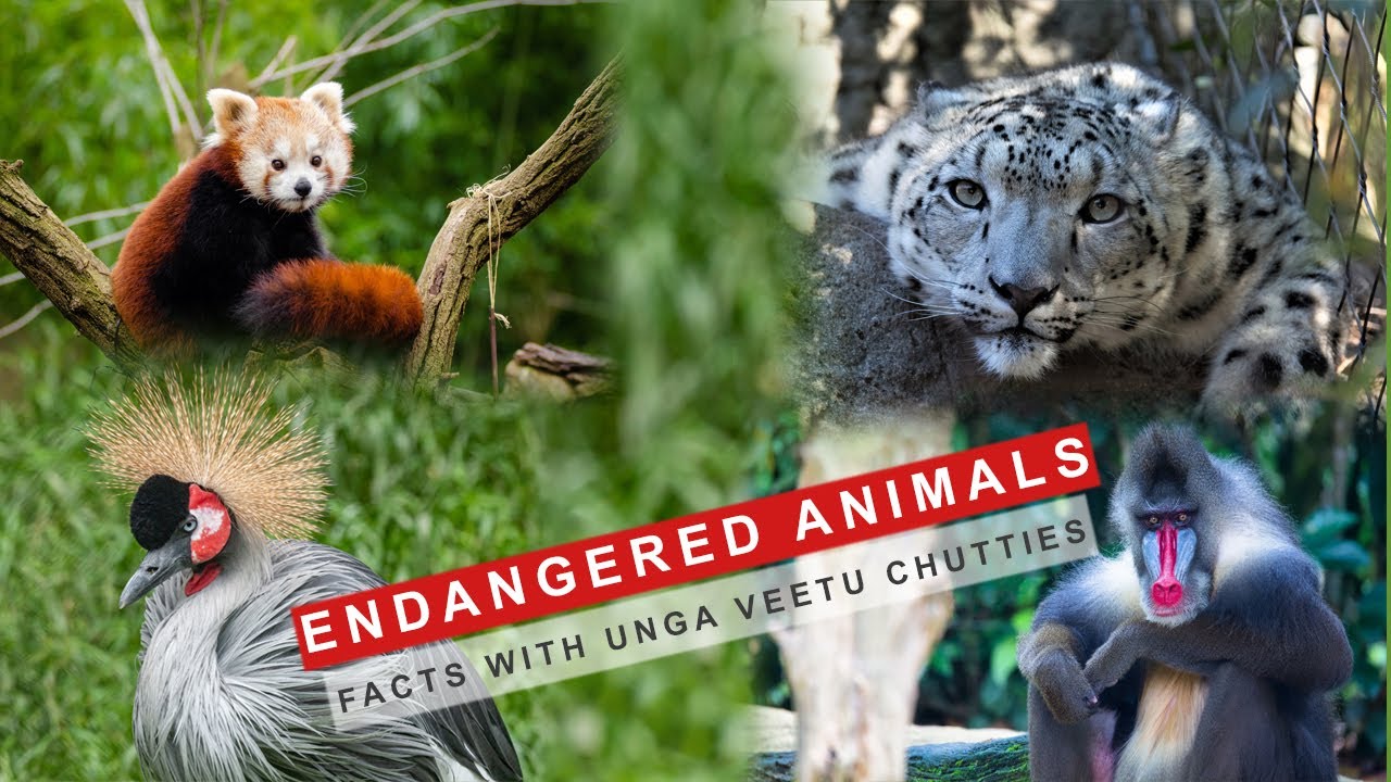 Endangered animals | Top 10 endangered animals | Endangered animal ...