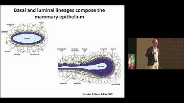 Deciphering cellular heterogeneity and lineage segregation using single cell RNA sequencing.