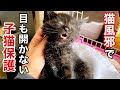 【子猫保護】独り 母猫に置いてかれた野良子猫を保護しました