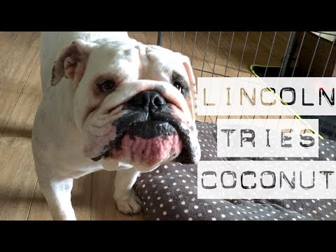 Lincoln tries Coconut chews for the first time | English Bulldog