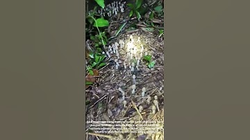 Wild Straw Mushrooms Sprout After Rain – Nature’s Surprise Harvest in the Forest 🍄🌧️