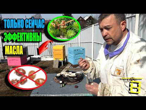 THE FIRST POLLEN APPEARS – TIME FOR ESSENTIAL OILS AGAINST VARROA MITES. BEEKEEPING 09/26