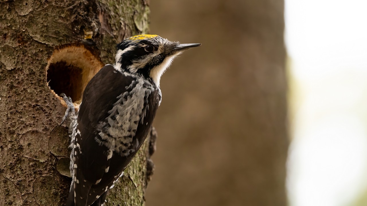 Tegernsee Vogelwelt II - Dreizehenspecht, Wiesenpieper, Haubentaucher und mehr