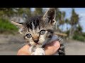 I was at the beach and found a LOST kitten 🐱💔