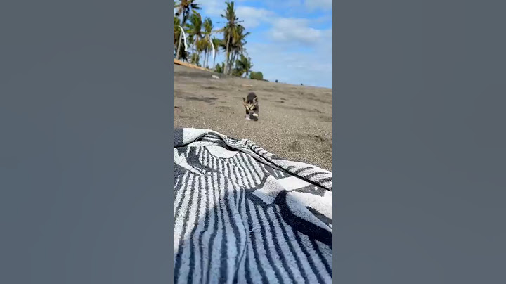 I was at the beach and found a LOST kitten 🐱💔