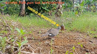 Coba Dengar Suara Bl Ini Teman Sekilas Macam Pesom  tekukurkaltara 