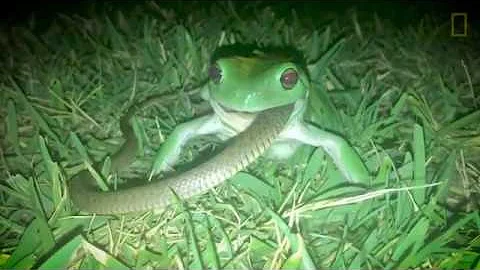 惊悚画面：这是个蛙吞蛇的世界《国家地理》杂志 - 天天要闻